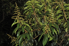 Meliosma simplicifolia subsp. pungens